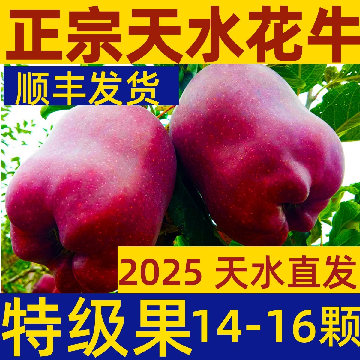 正宗甘肃天水花牛苹果10斤新鲜红蛇丑糖心粉面平安圣诞果整箱包邮,水产肉类/新鲜蔬果/熟食,苹果,淘宝优惠券,粉丝福利购,淘宝优惠卷