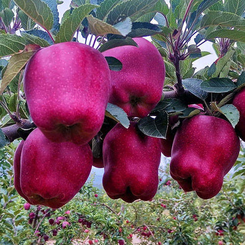 甘肃天水75-80花牛苹果香甜可口