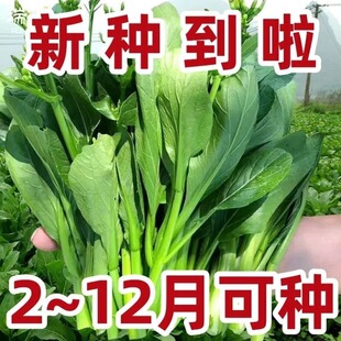 【2025新种】白菜苔种子四季早熟速生奶油白菜种籽四九菜心蔬菜种