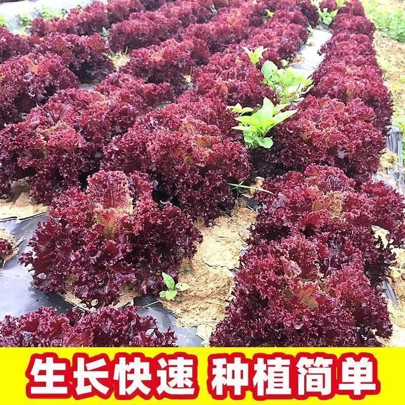 紫叶生菜种子罗莎红叶生菜沙拉即食蔬菜种籽阳台菜园四季播种易活,鲜花速递/花卉仿真/绿植园艺,家庭园艺种子,淘宝优惠券,粉丝福利购,淘宝优惠卷