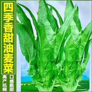 速生香油麦速生甜油麦菜种子 鲜嫩抗热四季种蔬菜种子盆栽油麦菜