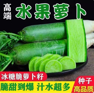 绿心沙窝萝卜种籽冰糖水果萝卜种子生吃甜脆四季播种盆栽蔬菜种子