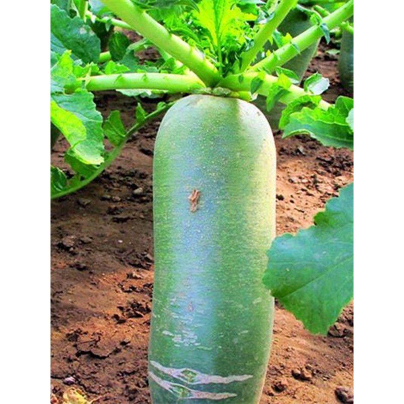 冰糖脆里外青水果萝卜种子生吃甜脆农家蔬菜四季播种沙窝绿萝卜籽,鲜花速递/花卉仿真/绿植园艺,家庭园艺种子,淘宝优惠券,粉丝福利购,淘宝优惠卷