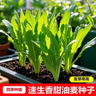 速生香油麦速生甜油麦菜种子 鲜嫩抗热四季种蔬菜种子盆栽油麦菜
