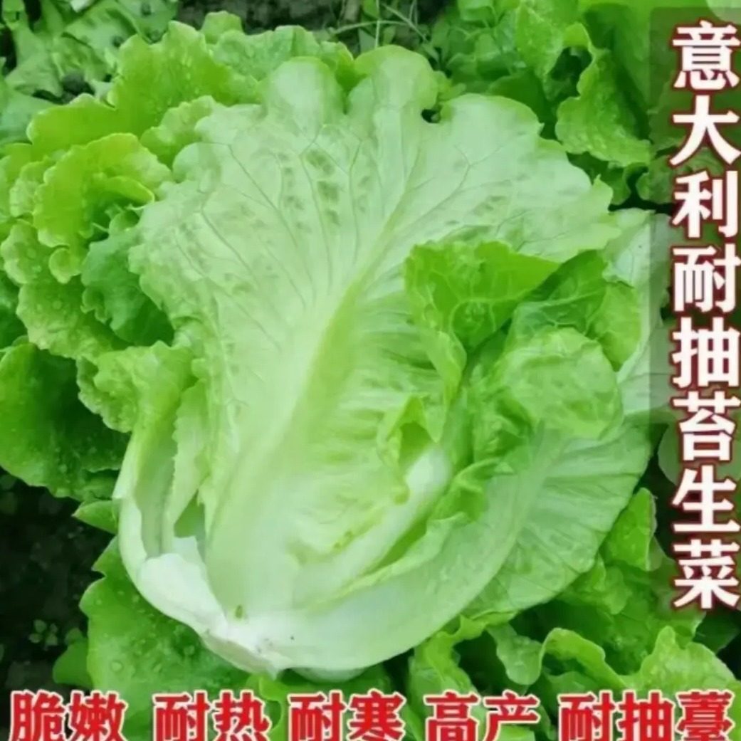 意大利罗马生菜种子耐热耐寒盆栽地栽蔬菜种子春季生菜抗虫耐抽薹,鲜花速递/花卉仿真/绿植园艺,家庭园艺种子,淘宝优惠券,粉丝福利购,淘宝优惠卷