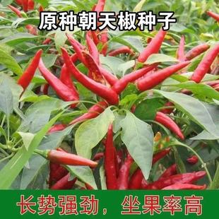 朝天椒辣椒种籽盆栽四季朝天椒种子特辣魔鬼指天椒长线皱皮辣椒孑