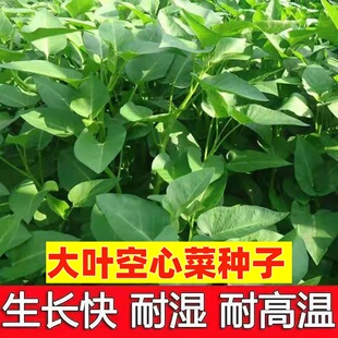大叶空心菜种子柳叶青梗蓊菜四季播通菜藤藤菜通菜耐寒可食用籽