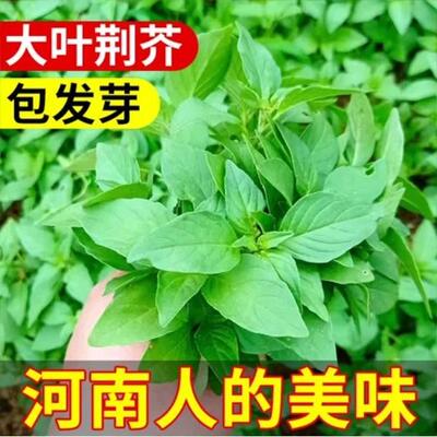 大叶荆芥种子河南荆芥四季播种耐热抗病阳台盆栽蔬菜荆芥菜种籽
