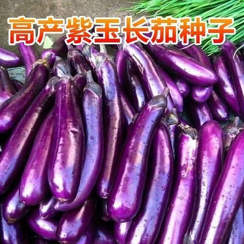 盆栽紫红茄种籽长茄阳台细线茄蔬菜抗病圆茄高产紫长茄子种子