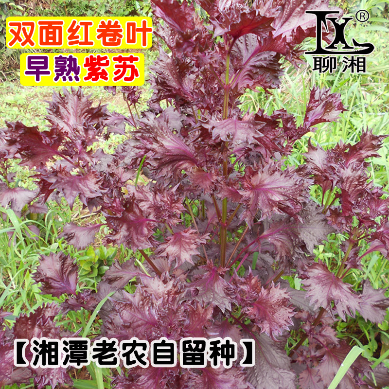 【早熟】双面红卷叶紫苏种子大苗观音紫苏食用苗根叶盆栽优质种苗,鲜花速递/花卉仿真/绿植园艺,种苗/半成品盆栽,淘宝优惠券,粉丝福利购,淘宝优惠卷