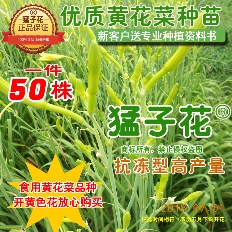 【黄花菜种子种苗根---猛子花】金针菜/忘忧草萱草花种子苗50株