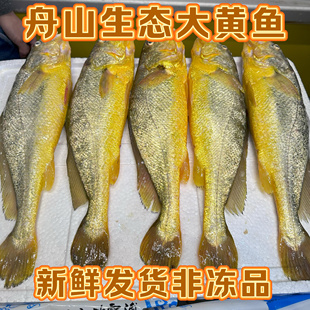 【按条卖】舟山东极岛东海深海新鲜整条野化生态深水大黄鱼