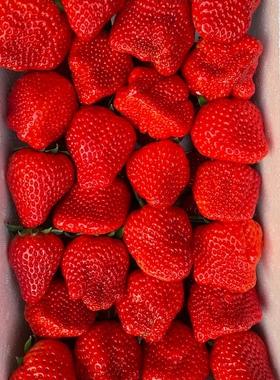 保定久久草莓 精选大果全国顺丰包邮