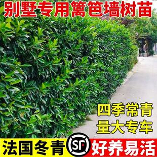 法国冬青苗冬青树北海道黄杨苗日本珊瑚树庭院篱笆墙四季常青树苗