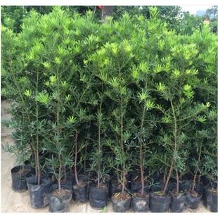 罗汉松树苗珍珠米叶中叶雀舌小苗绿植盆栽净化空气盆景苗直销