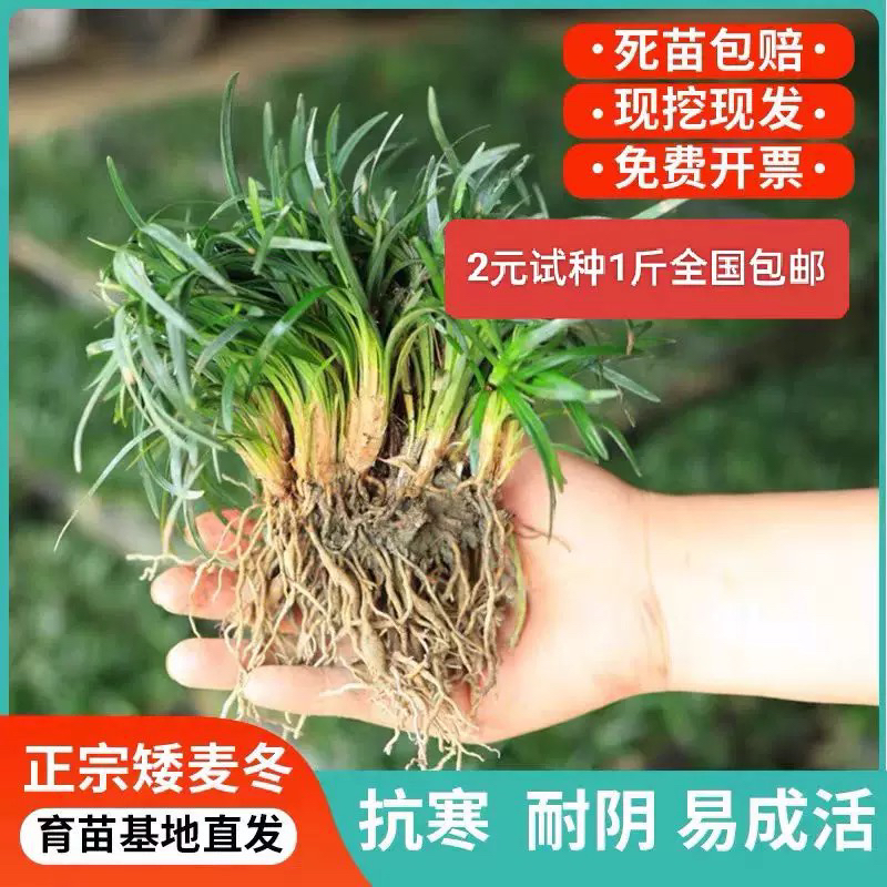 日本矮麦冬草耐寒别墅庭院园林绿化草坪植物四季常青麦冬草玉龙草