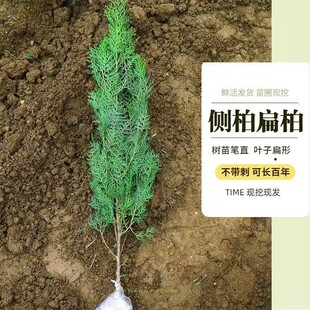 侧柏树大苗侧柏小苗松柏树苗庭院绿化侧柏树苗耐寒耐热工程树苗