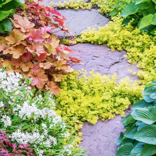 产地直发金叶过路黄盆栽地被垂吊多年生耐热耐寒观叶常绿花境植物