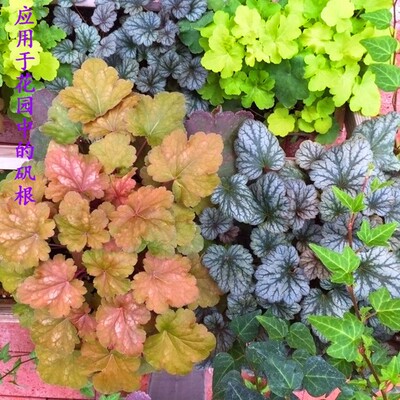 矾根植物耐寒耐旱盆栽花卉四季常青多色观叶多年生彩叶草变色绿植