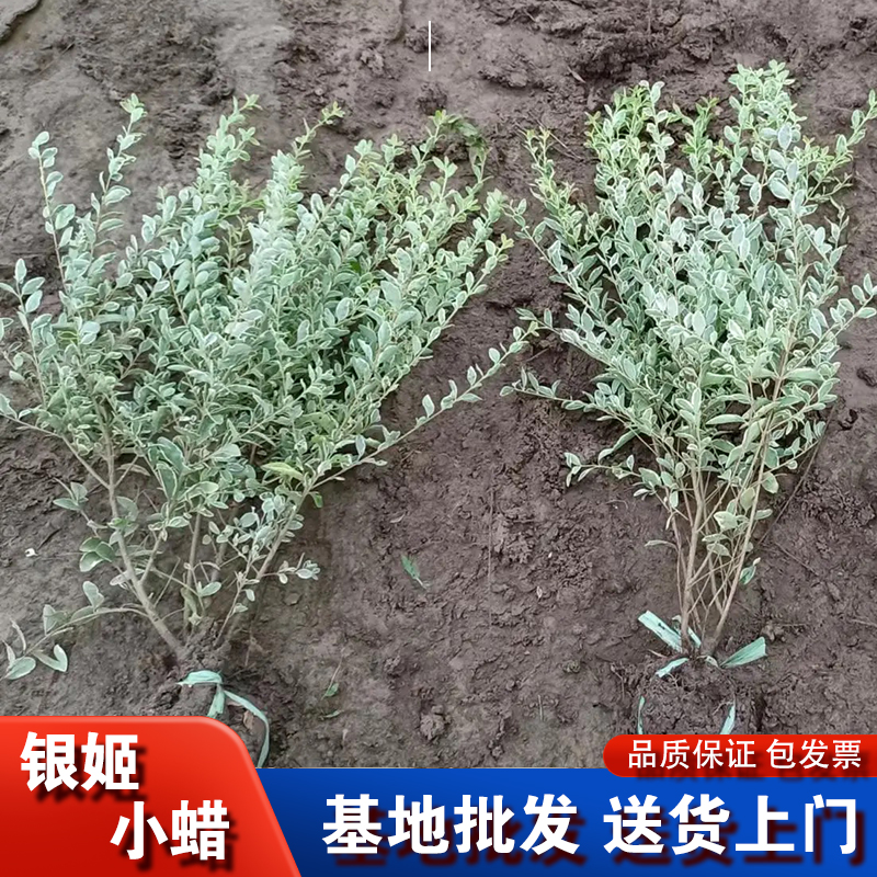 银姬小蜡树苗球彩叶灌木庭院花园绿化色块耐寒花镜植物花叶女贞苗