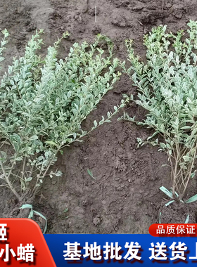 银姬小蜡树苗球彩叶灌木庭院花园绿化色块耐寒花镜植物花叶女贞苗