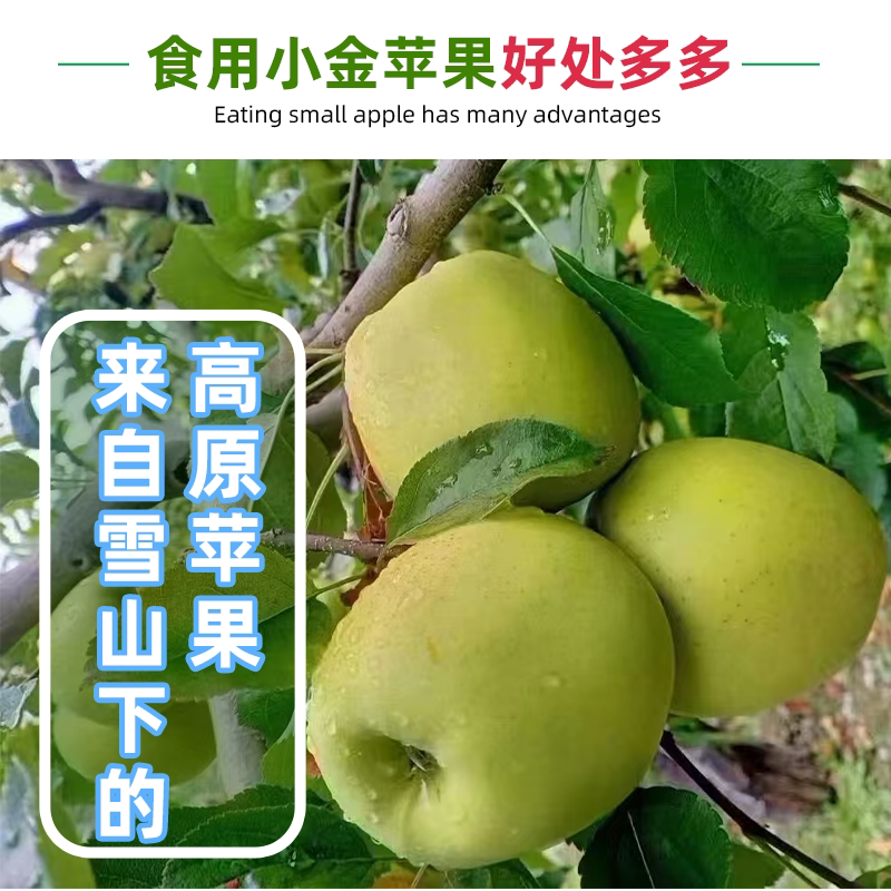 正宗小金苹果四川阿坝产地直发儿童孕妇水果酸甜脆冰糖心4.5-20斤