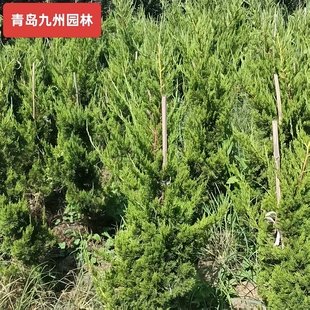 龙柏小苗龙柏树苗小龙柏龙柏绿化工程苗围庭龙柏苗四季常青行道苗