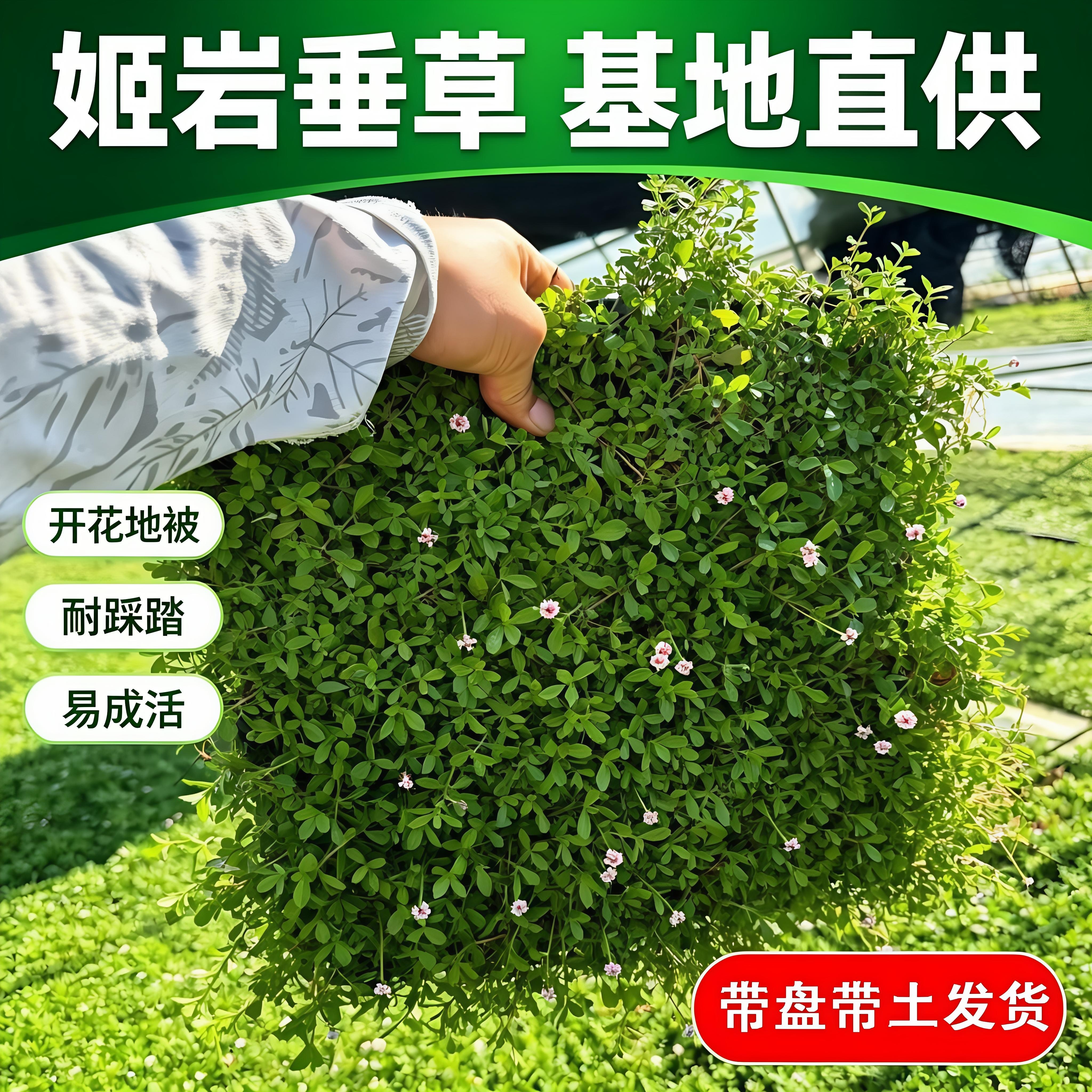 姬岩垂草耐寒耐踩踏植物托盘发货
