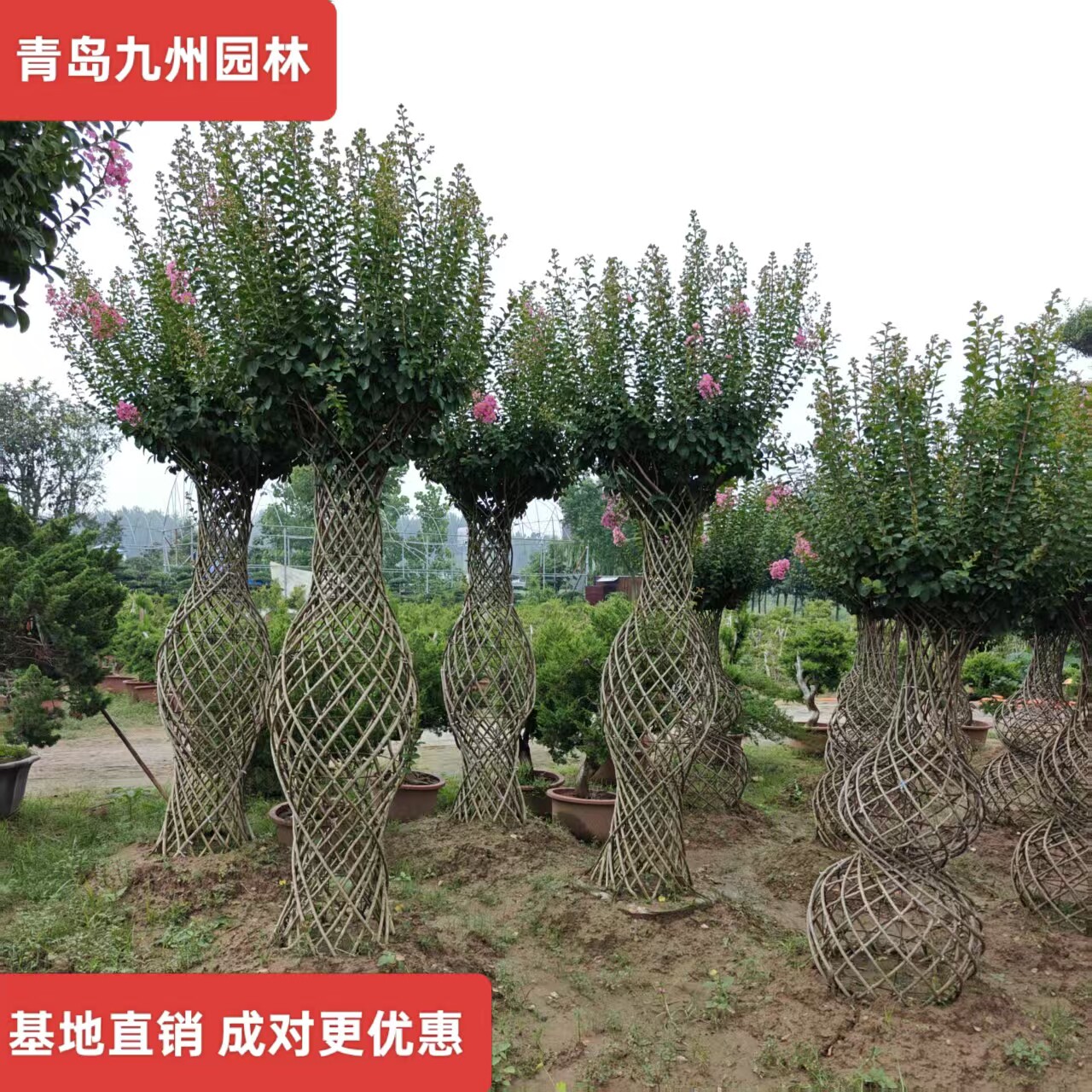 夏季开花百日红耐寒耐澇的高档树