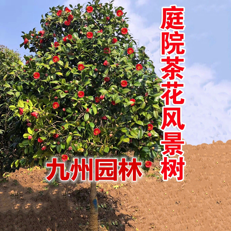 耐冬茶花庭院名贵树苗室外盆栽