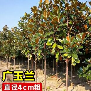 广玉兰树苗庭院行道白紫玉兰四季常青大型广玉兰树苗绿化苗木工程