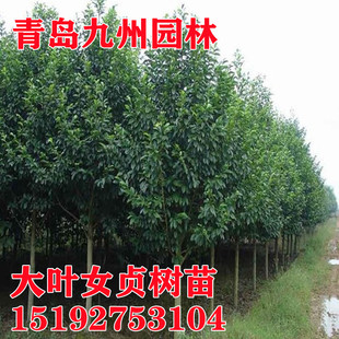 常绿乔木大叶女贞树苗女贞子树苗庭院绿遮阳树苗女贞苗占地拆迁苗