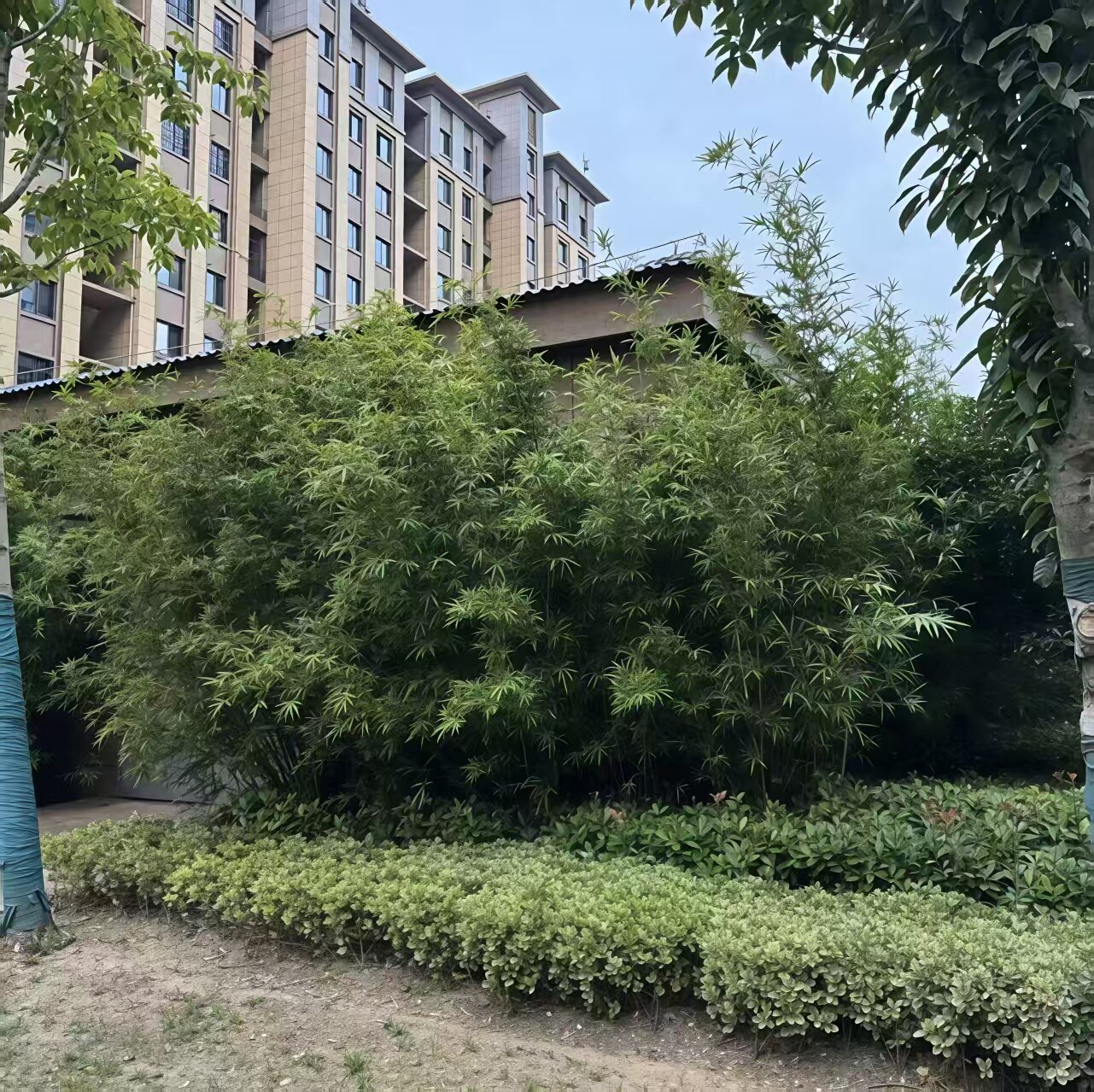 丛生竹慈孝竹连体窝竹庭院户外小