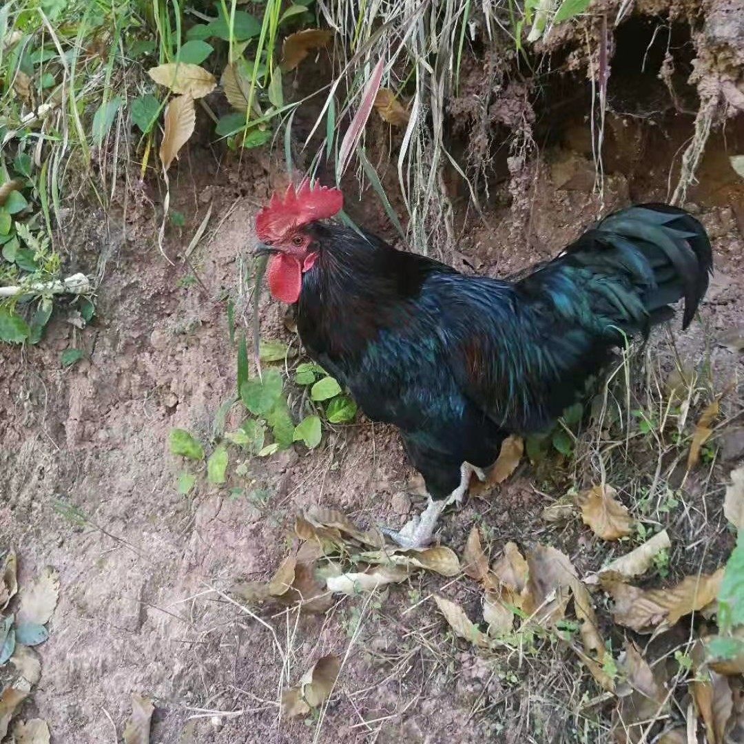 云南特产农家散养土鸡普洱特产黑肉鸡乌骨老母鸡拍下现杀新鲜土鸡