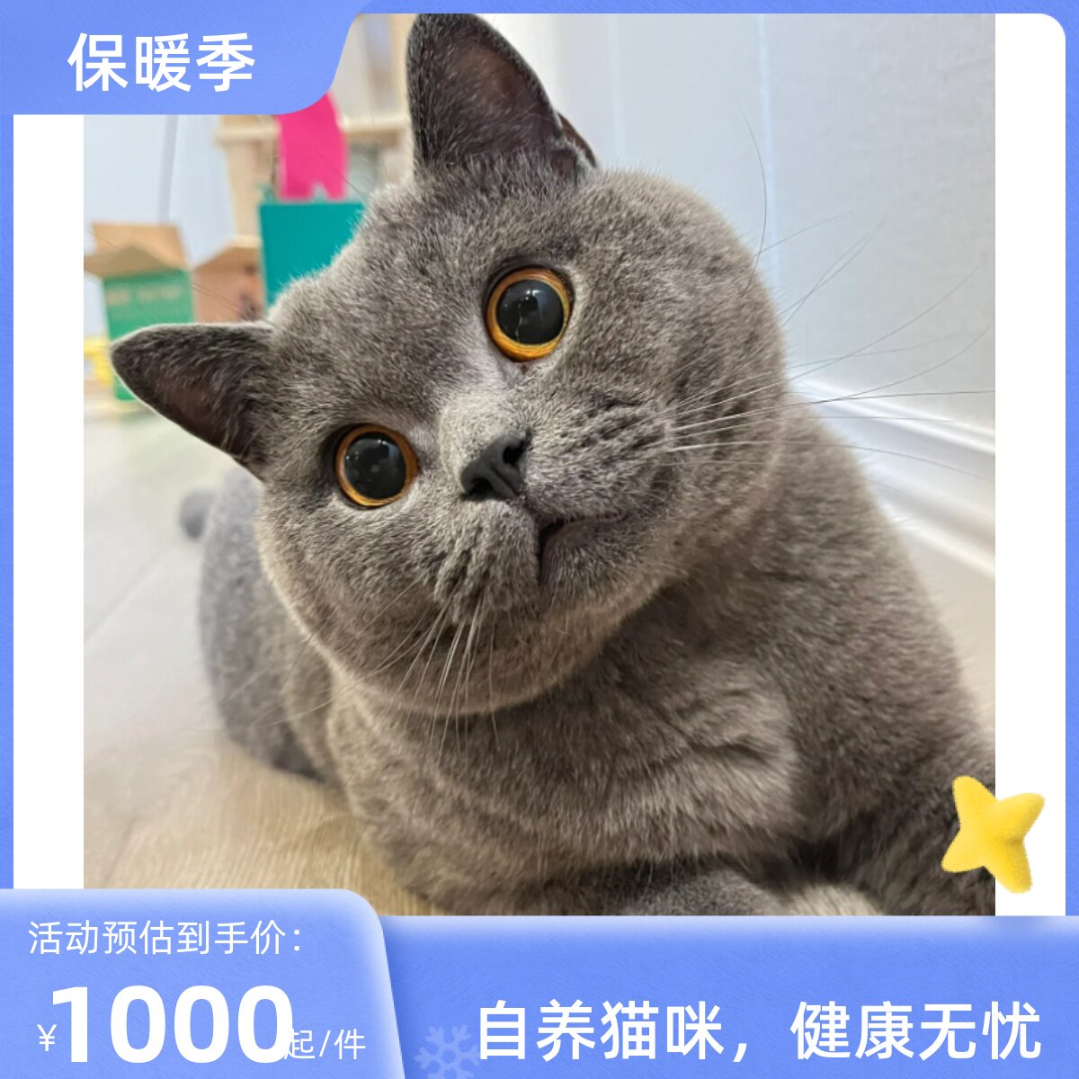 纯种英国短毛猫蓝猫矮脚猫幼猫蓝猫咪