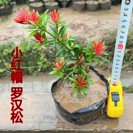 小红帽红宝石罗汉松树苗原生扦插杯苗绿植造型金彩松盆栽名贵树苗