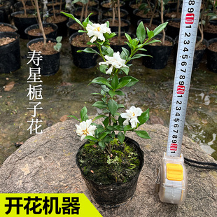 寿星栀子开花特勤品种保证阳台绿植花卉香型植物室内四季常青盆栽