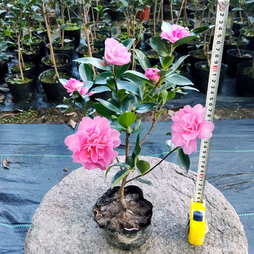 茶梅盆栽原盆土基地直发