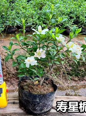 日本栀子花小品盆景包邮