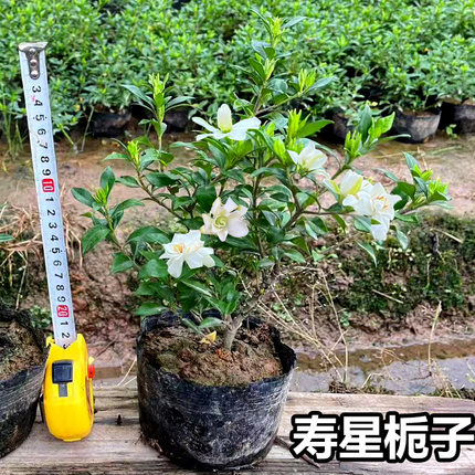 栀子稀有品种四季寿星 达摩栀子花 清誉栀子小品盆景盆栽  包邮