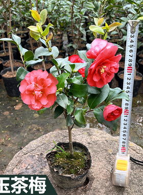 丹玉茶梅 山茶花 东冬红牡丹花苗树盆景四季绿植庭院盆栽品种保证