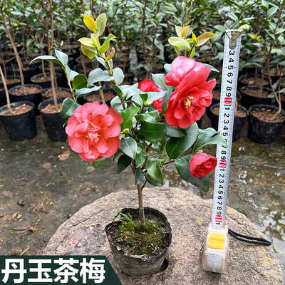 丹玉茶梅山茶花东冬红牡丹花苗