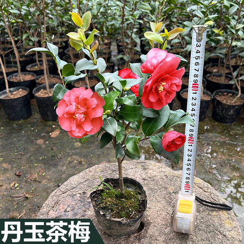 丹玉茶梅牡丹花苗盆景冬季开花