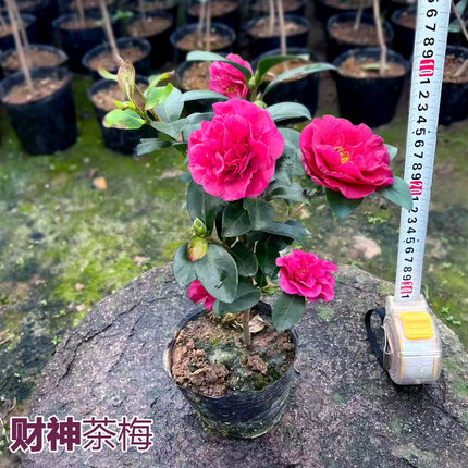 财神 保证品种 茶梅山茶花树小苗原盆土阳台绿植庭院盆栽重瓣花卉