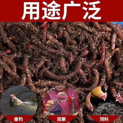 蚯蚓活饵钓鱼垂钓鲫鱼散装红虫活体盒装鲜蚯蚓昆虫鱼饵