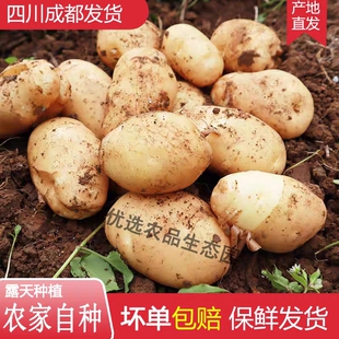 四川成都春洋芋沙地黄皮黄心粉糯土豆洋芋新鲜现挖蔬菜自种马铃薯