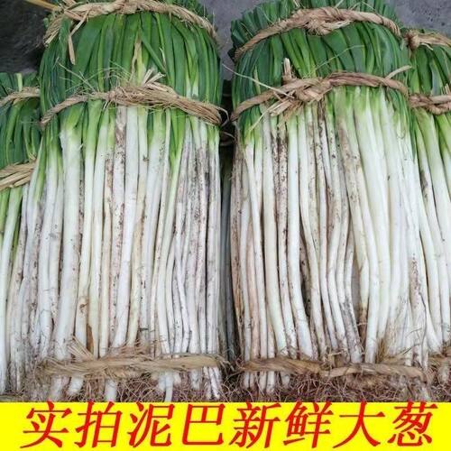 四川大葱新鲜饭店餐馆小葱香葱黄新鲜大葱应季时令蔬菜当季香葱细