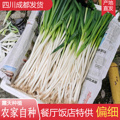 四川大葱新鲜饭店餐馆葱香葱黄新鲜大葱应季时令蔬菜香葱中等粗细