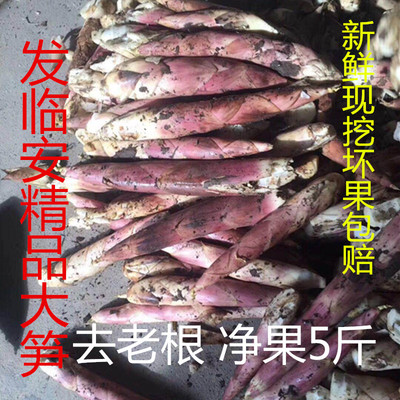 野生鲜笋现挖带壳春笋