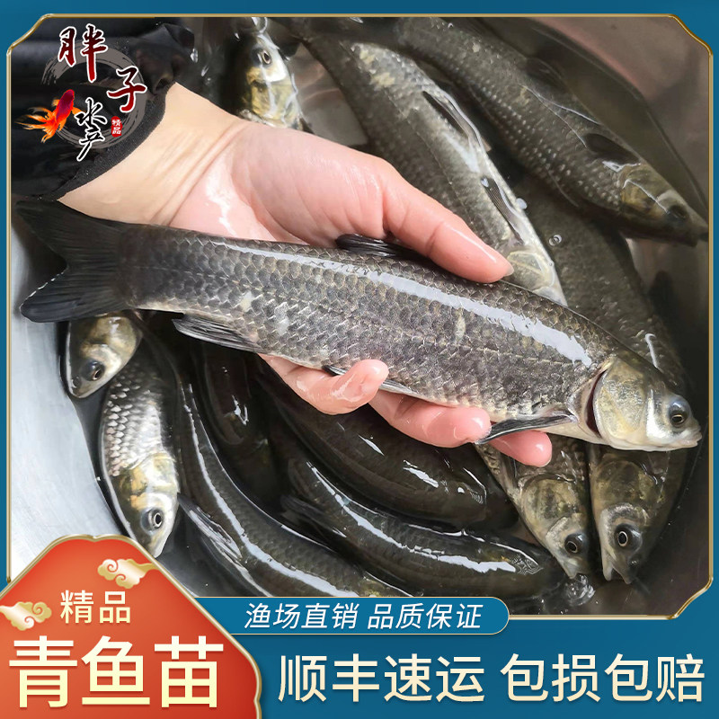 优质螺丝淡水活体草鱼养殖黑鲩